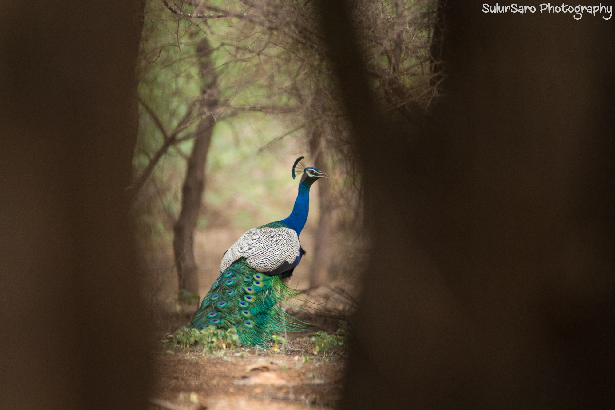 150-600mm F5-6.3 DG OS HSM | Contemporary 015 sample photo. Between the trees... photography