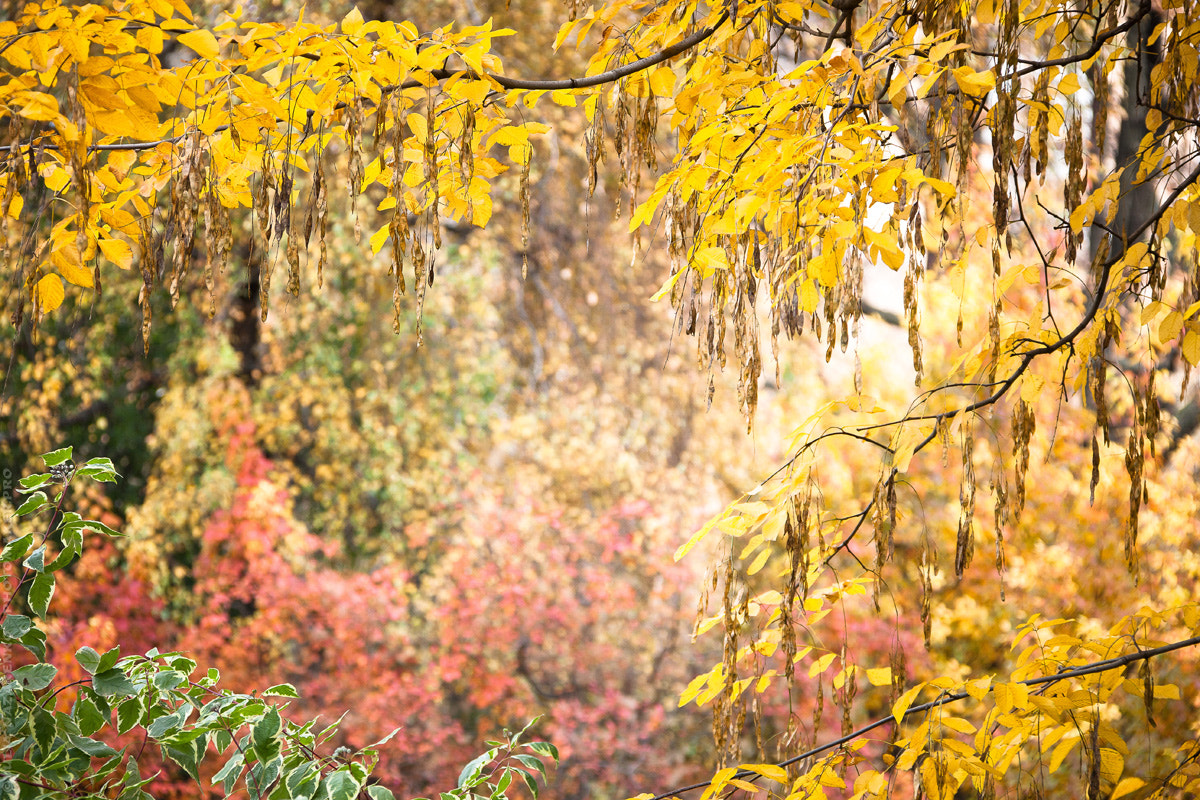 Canon EOS-1Ds Mark III sample photo. Autumn photography
