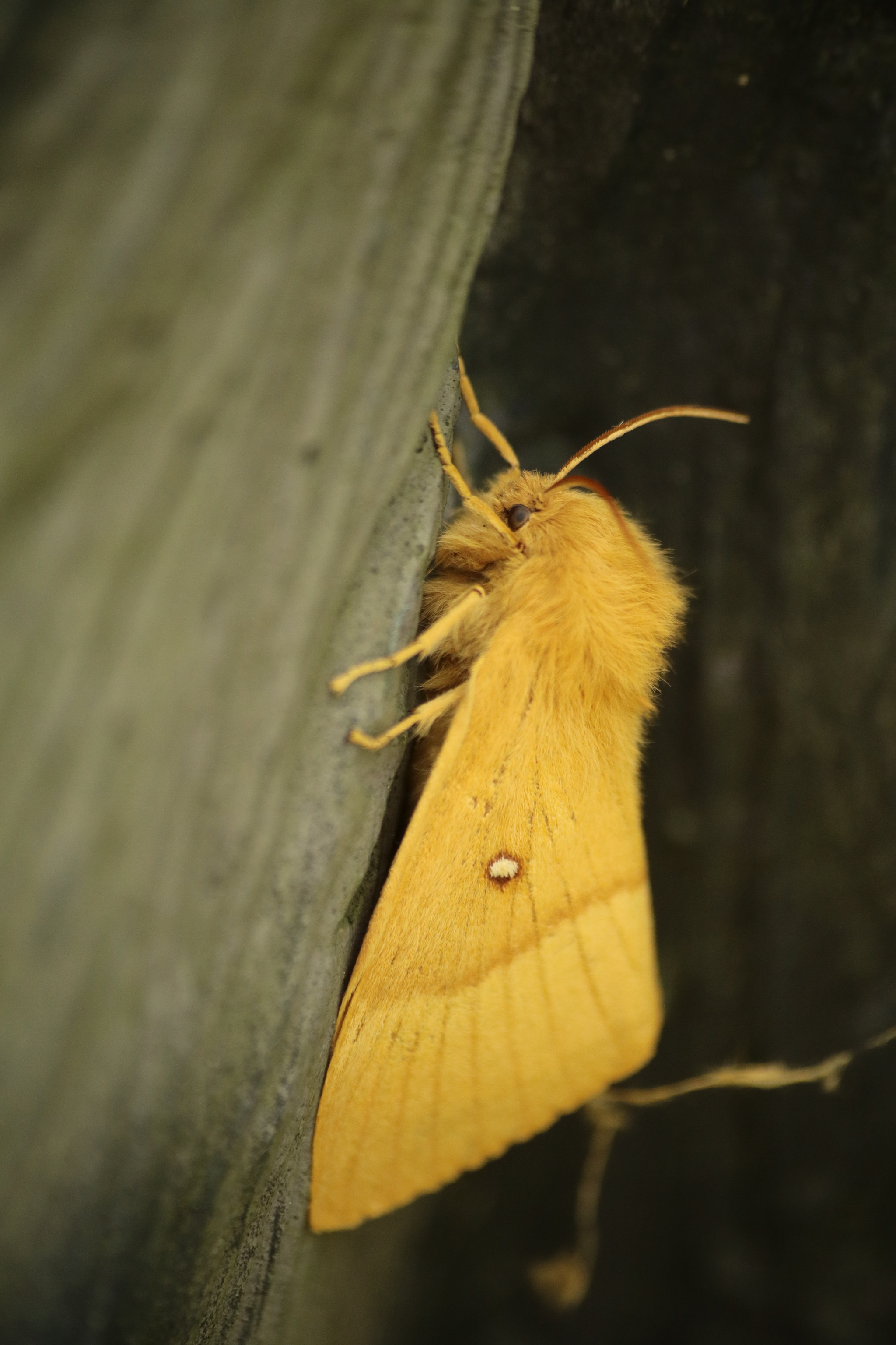 Sigma 70-300mm F4-5.6 APO DG Macro sample photo