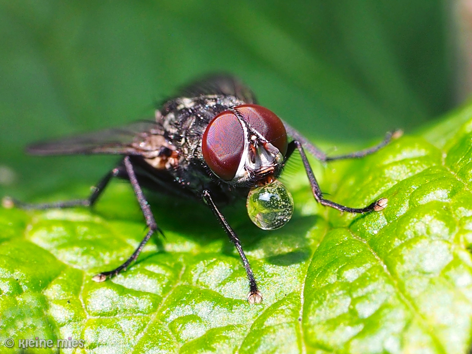 Panasonic Leica DG Macro-Elmarit 45mm F2.8 ASPH OIS sample photo. Bubbles photography