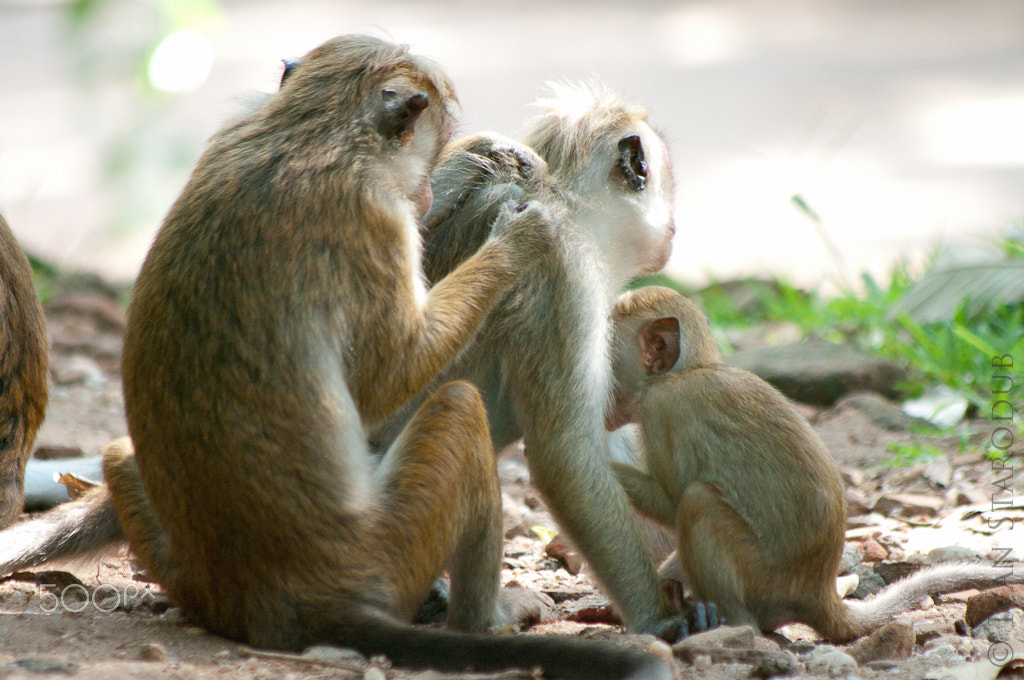 smc PENTAX-FA 80-320mm F4.5-5.6 sample photo. Monkey family photography