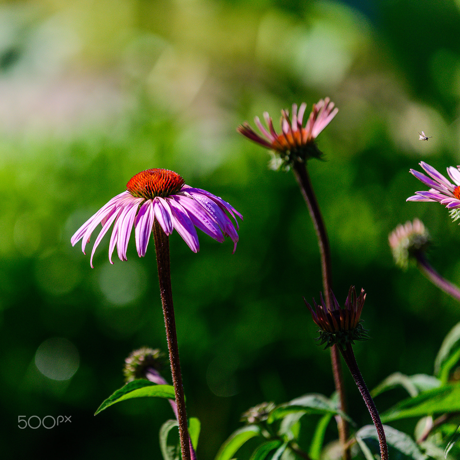 AF-S Zoom-Nikkor 80-200mm f/2.8D IF-ED sample photo. Flyers photography