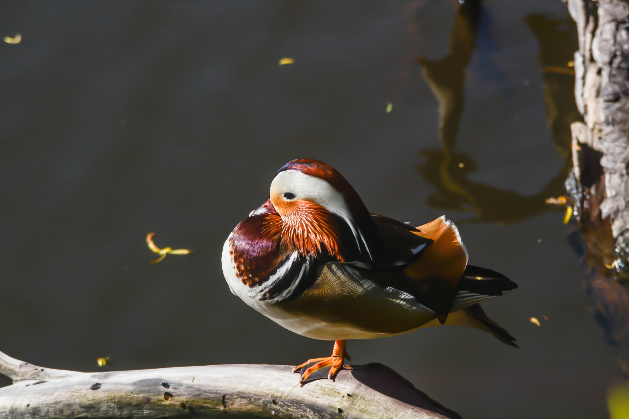 Sigma 120-400mm F4.5-5.6 DG OS HSM sample photo. Mandarinente photography