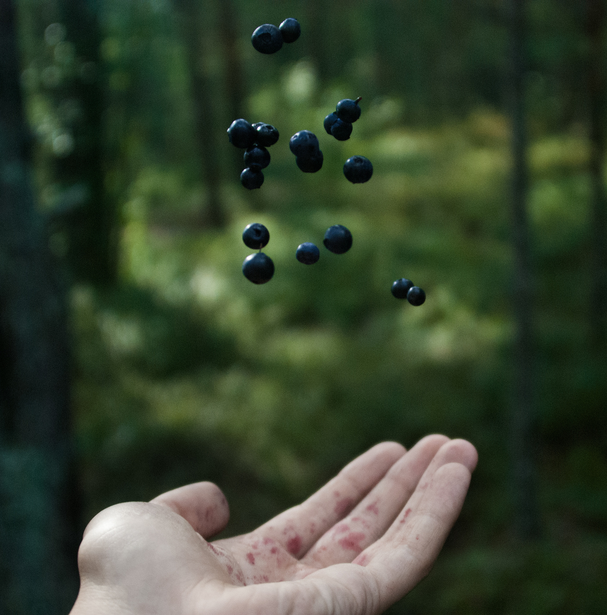 Nikon D60 sample photo. Blueberries photography