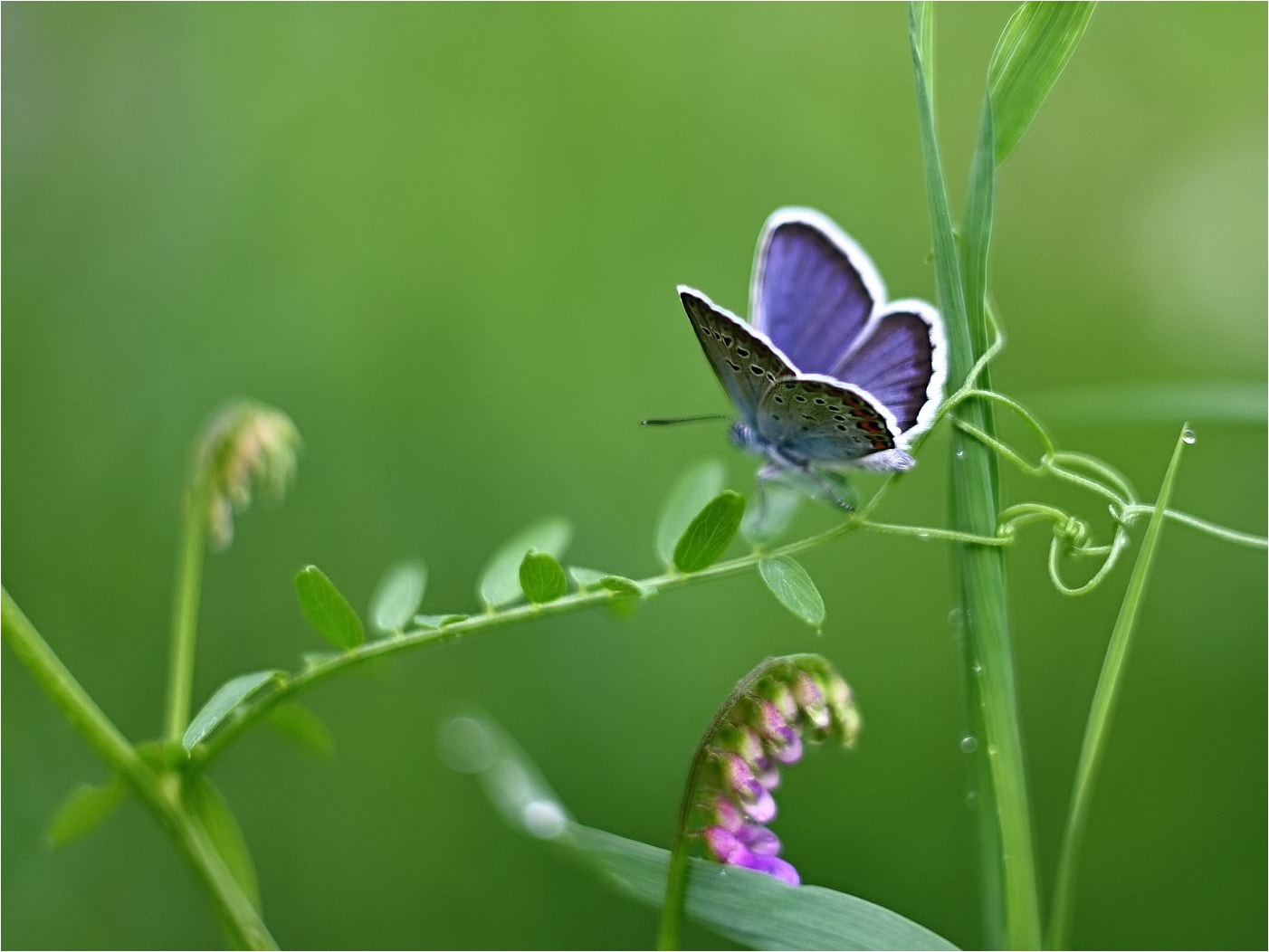 Canon EF 35-80mm f/4-5.6 sample photo. Dreamy butterfly photography