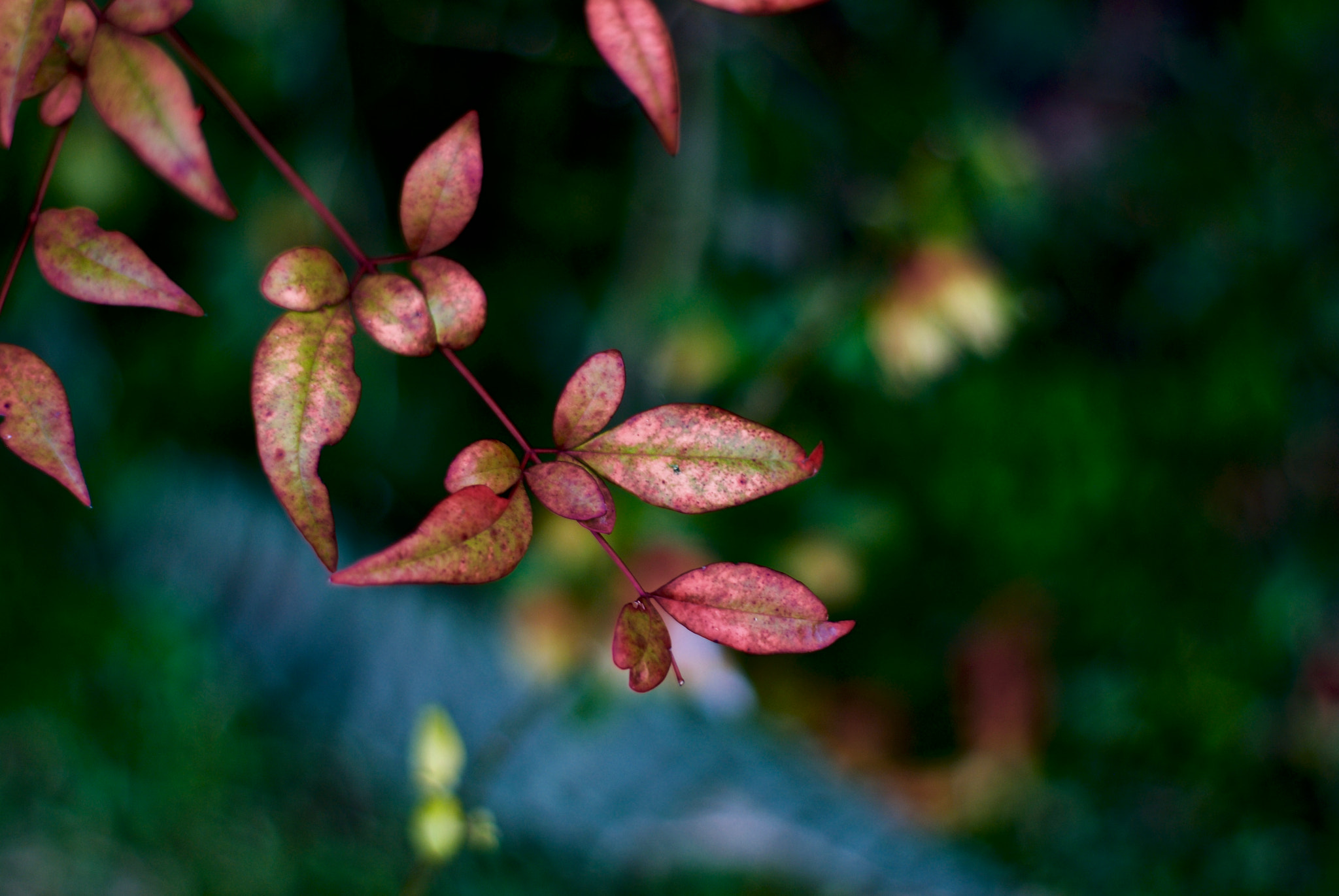 Sony Alpha DSLR-A100 + Sony 50mm F1.4 sample photo. Profusion ii photography