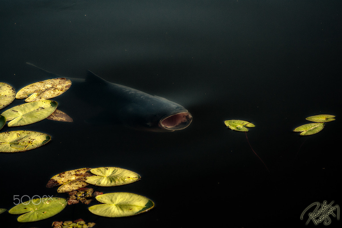Canon EF 28-135mm F3.5-5.6 IS USM sample photo. A creature from the abbys photography