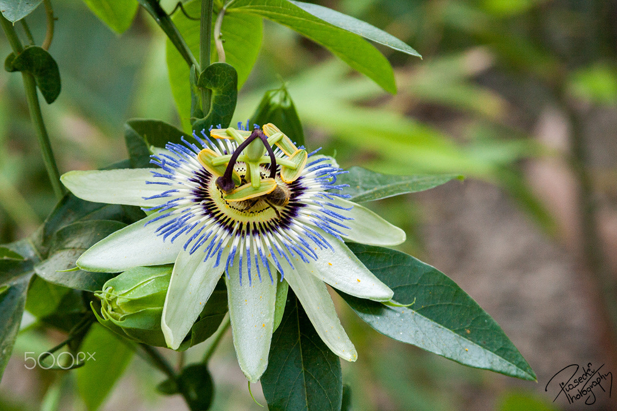 Canon EF 28-135mm F3.5-5.6 IS USM sample photo. A paradise flower photography