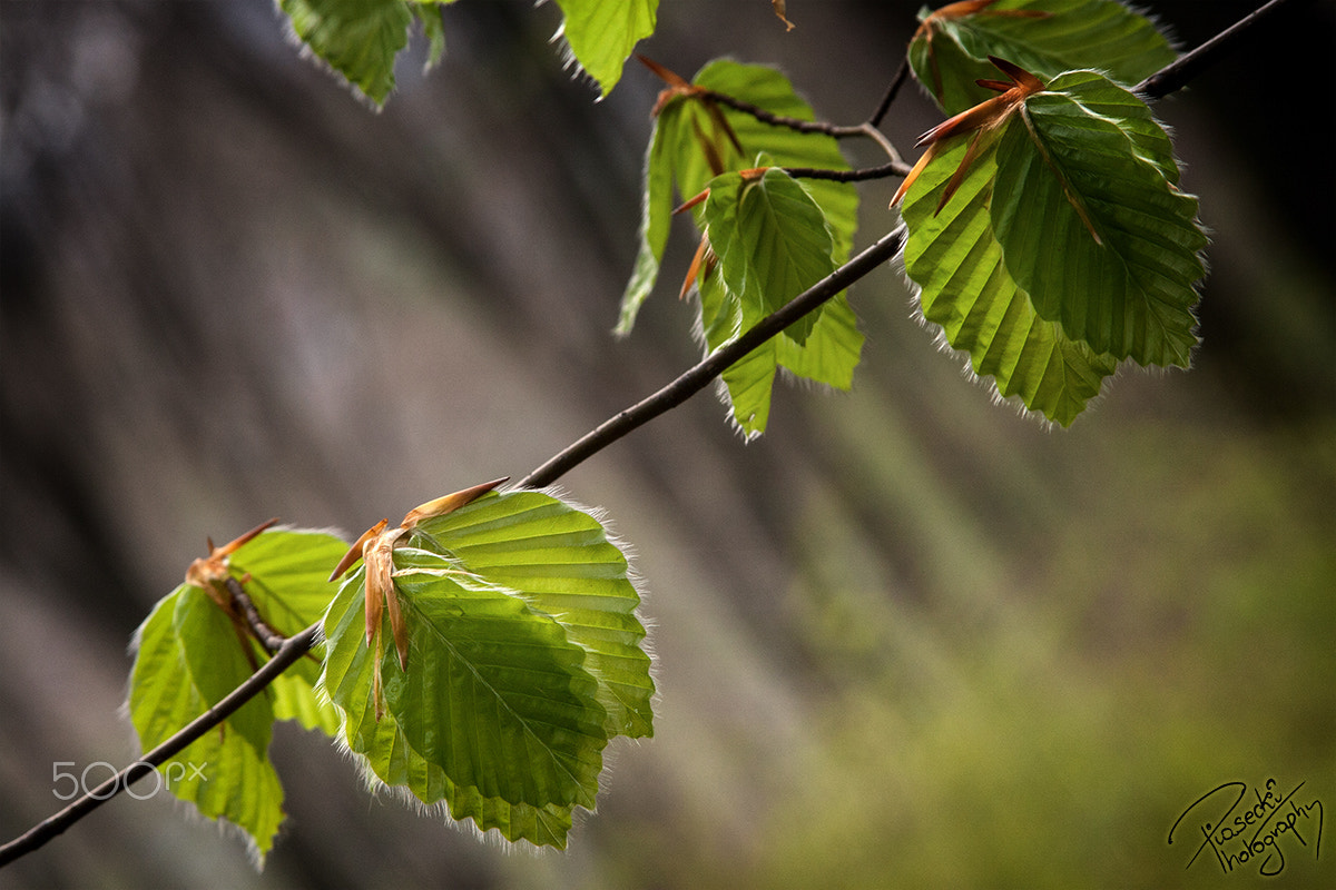 Canon EF 28-135mm F3.5-5.6 IS USM sample photo. April walk in a forest photography