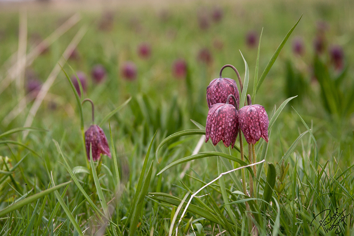 Canon EF 28-135mm F3.5-5.6 IS USM sample photo. Princess of the humid meadows - fritillaria meleagris photography