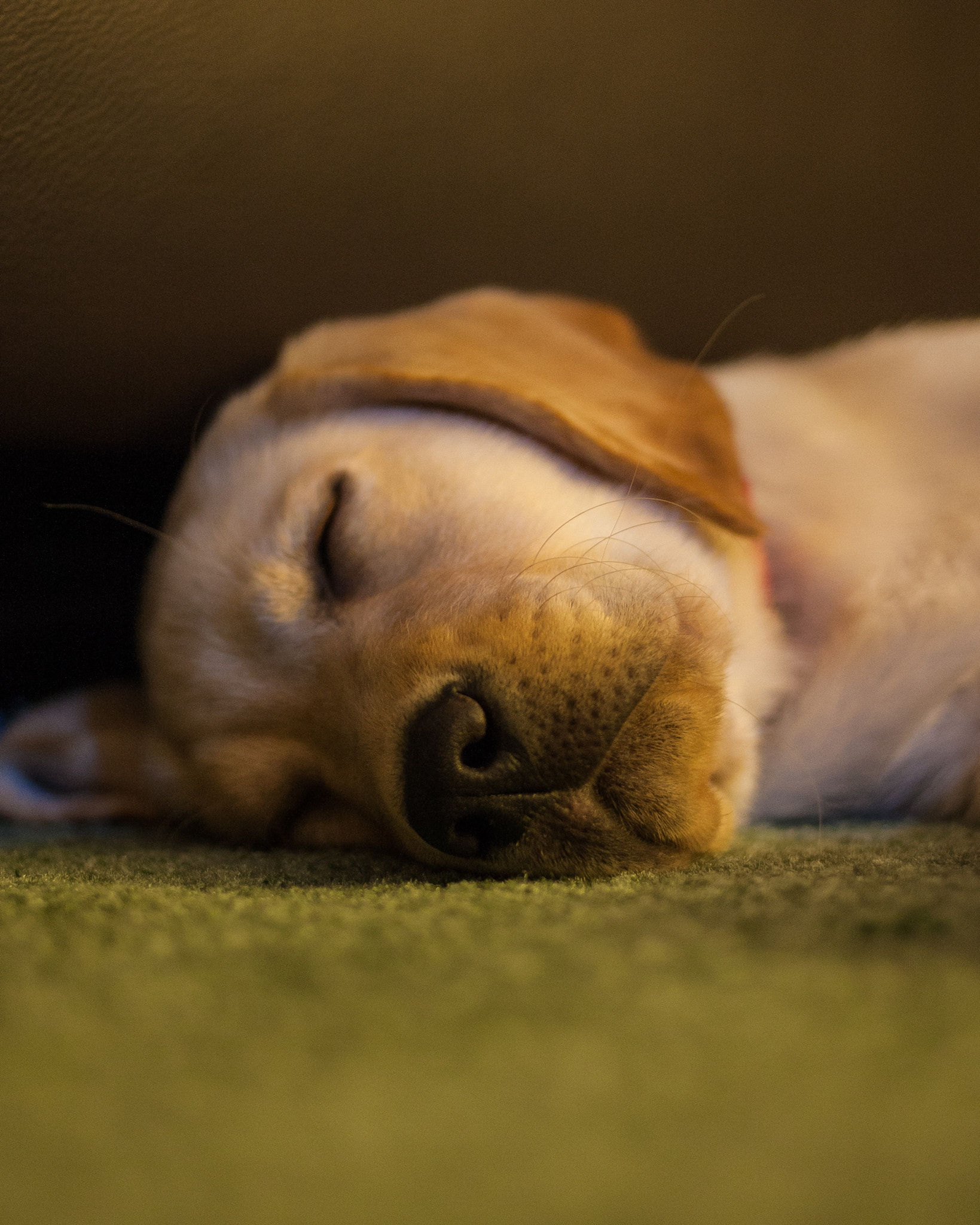 Canon EOS 40D + Canon EF 35mm F2 sample photo. Sweet lab puppy dreams photography