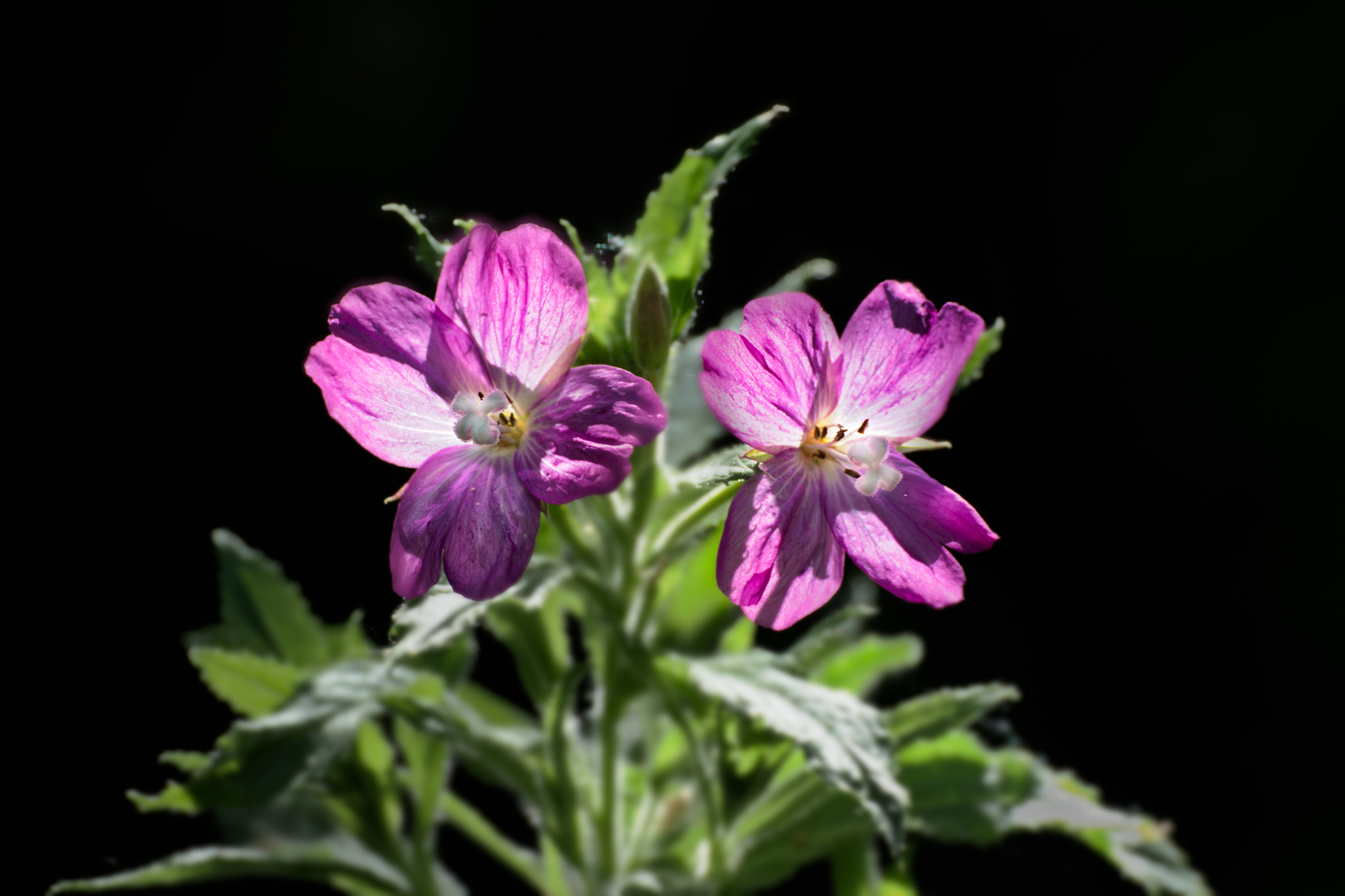 Canon EOS 650D (EOS Rebel T4i / EOS Kiss X6i) sample photo. Symmetry photography