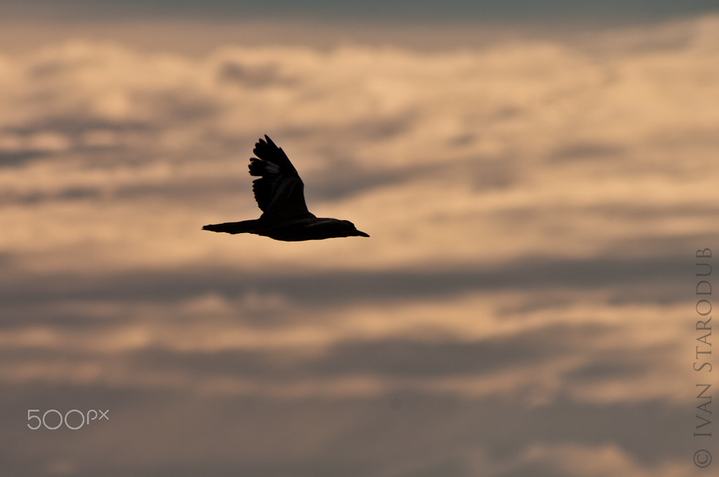 smc PENTAX-FA 80-320mm F4.5-5.6 sample photo. Bird photography