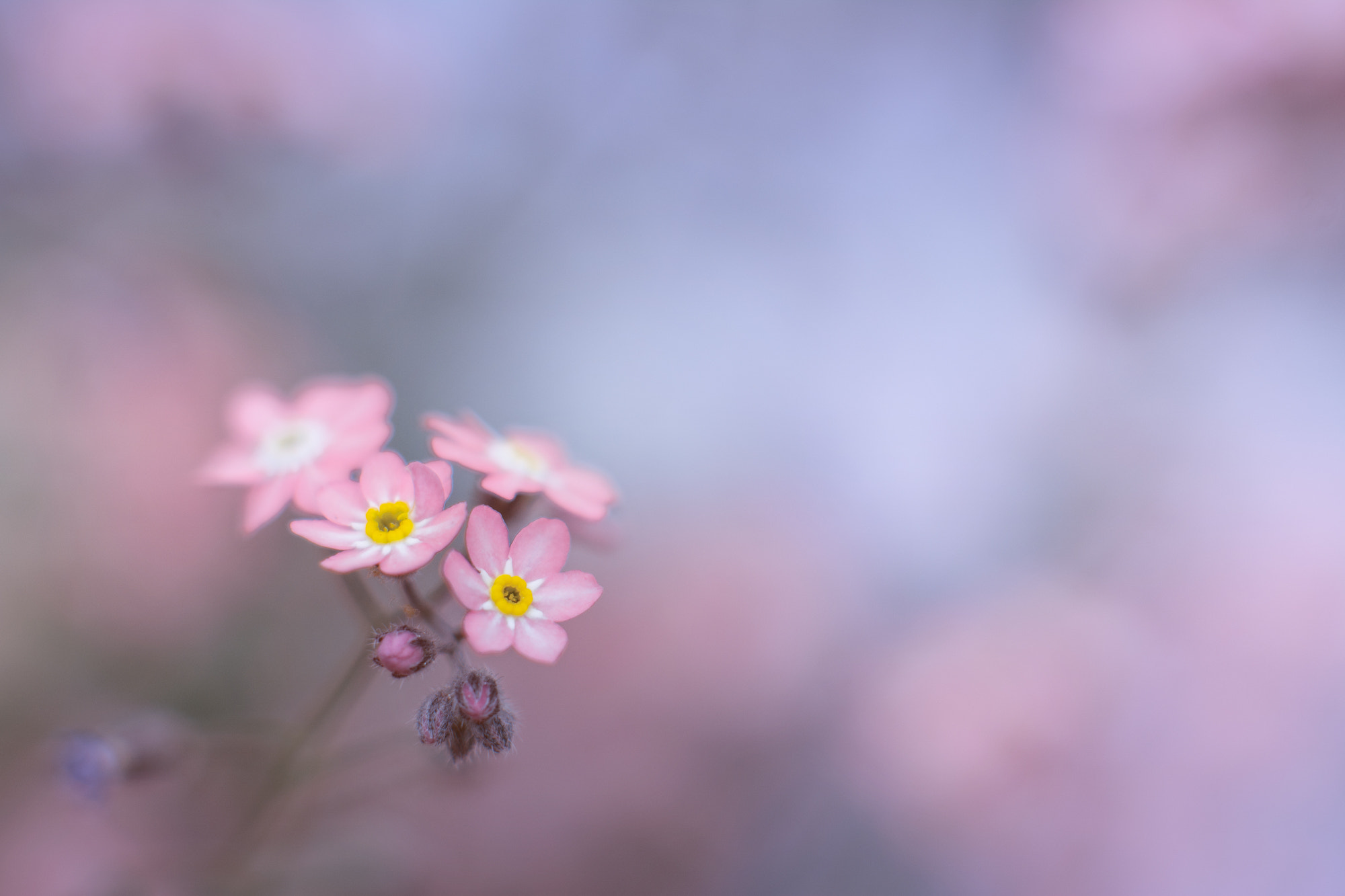 Nikon D7100 + AF Nikkor 85mm f/1.8 sample photo. Generate photography