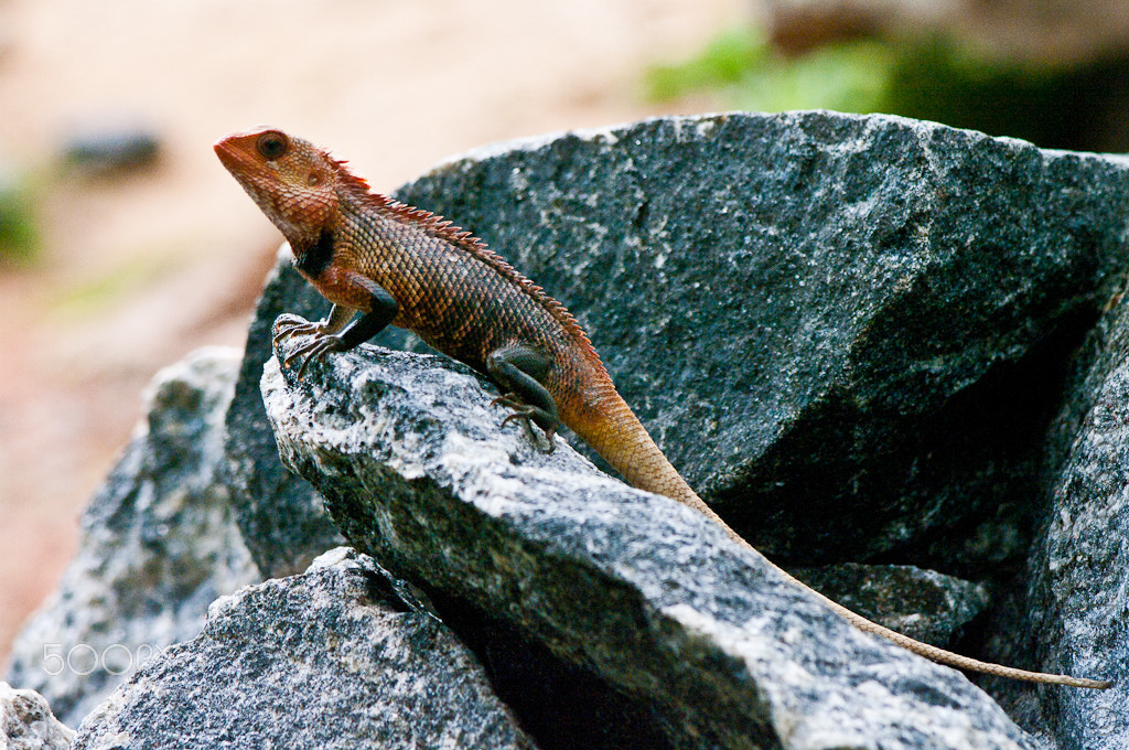 smc PENTAX-FA 80-320mm F4.5-5.6 sample photo. Lizard photography