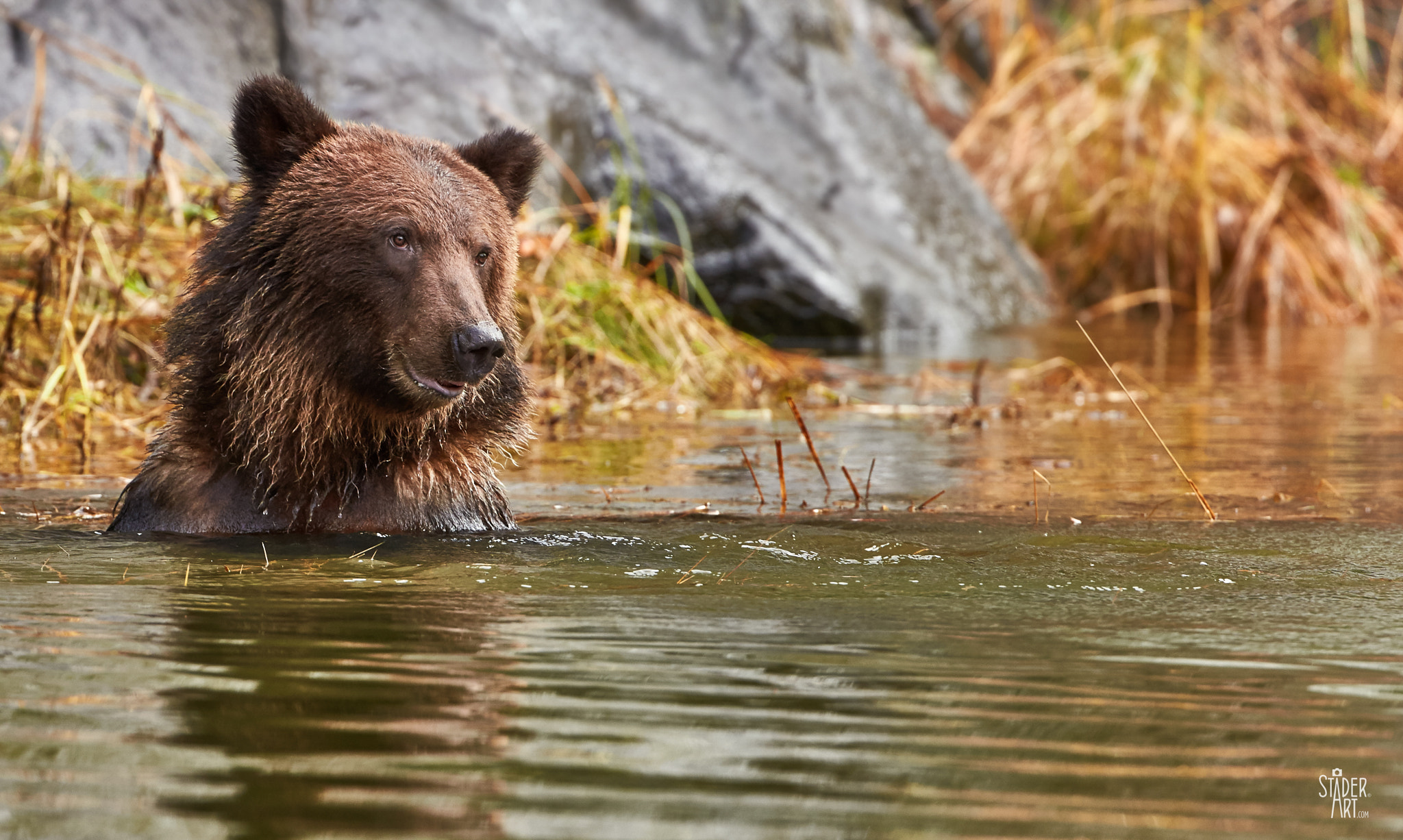 Canon EF 200-400mm F4L IS USM Extender 1.4x sample photo. Jacuzzi bear photography