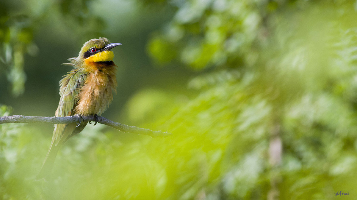 Canon EF 300mm F4L IS USM sample photo. Guêpier nain photography