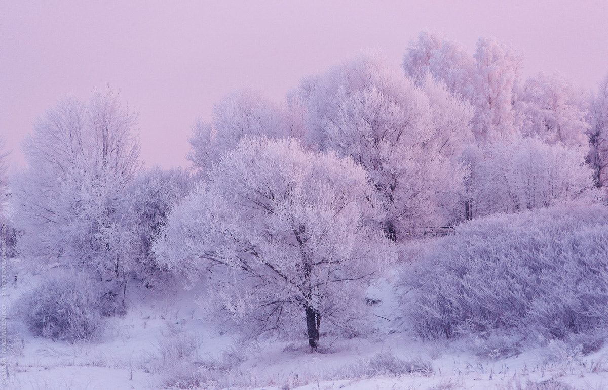 Canon EOS-1Ds Mark III sample photo. Winter evening photography