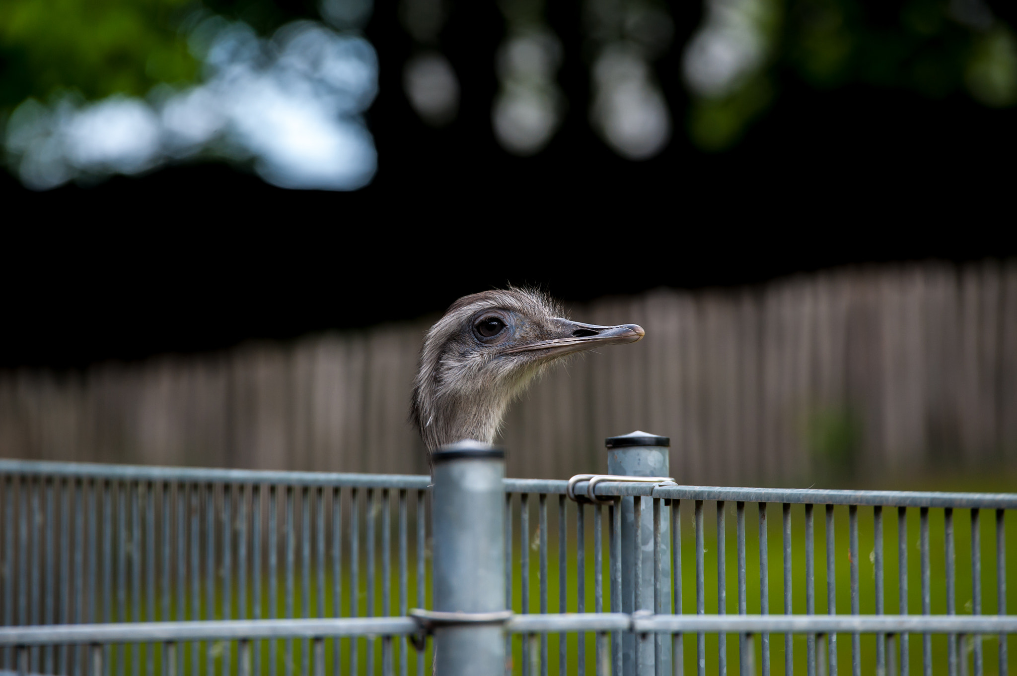 Sigma 120-400mm F4.5-5.6 DG OS HSM sample photo. Take me out photography