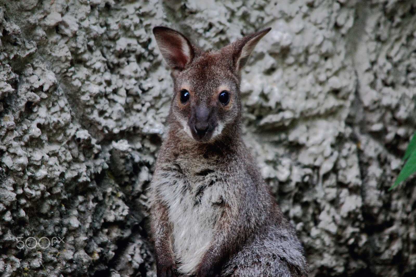 Sigma 150-500mm F5-6.3 DG OS HSM sample photo. Day in the zoo photography