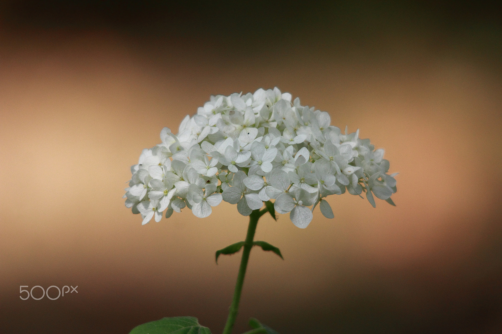 Sigma 150-500mm F5-6.3 DG OS HSM sample photo. Flower photography