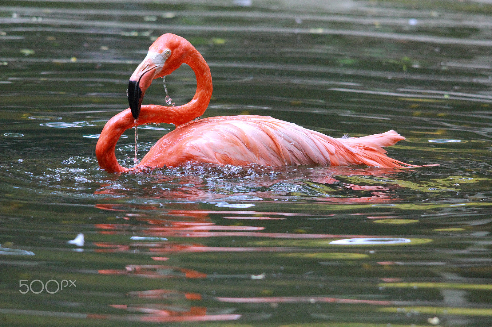 Sigma 150-500mm F5-6.3 DG OS HSM sample photo. Day in the zoo photography