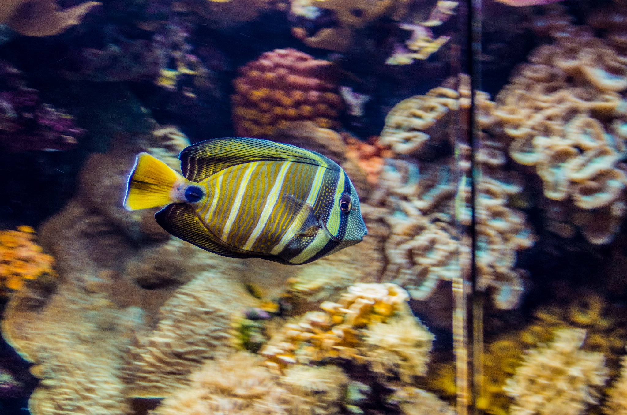 PENTAX-F 28-80mm F3.5-4.5 sample photo. Fish photography