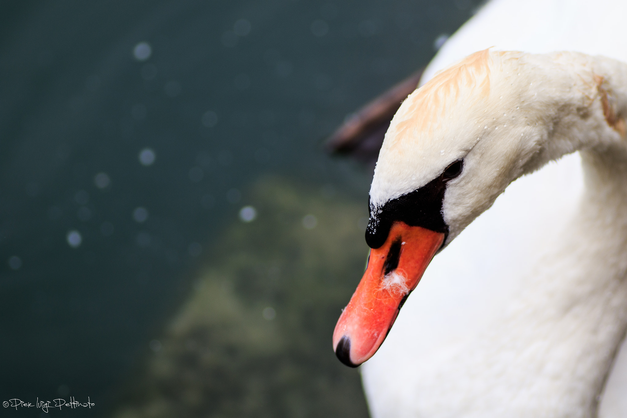 Canon EOS 7D Mark II + Tamron SP AF 90mm F2.8 Di Macro sample photo. Swan photography