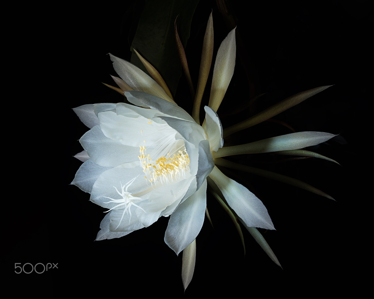 Sony Alpha a99 sample photo. Epiphyllum photography