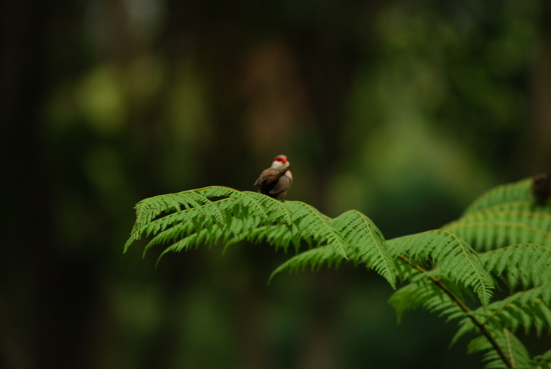 Nikon AF Nikkor 70-300mm F4-5.6G sample photo