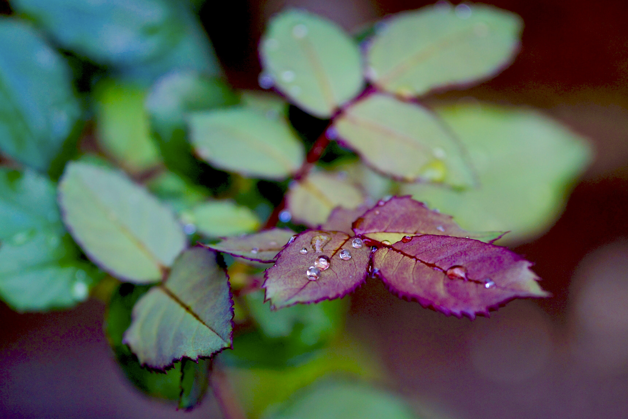 Sony Alpha a3000 + Sigma 60mm F2.8 DN Art sample photo. Leaves and drops xii photography