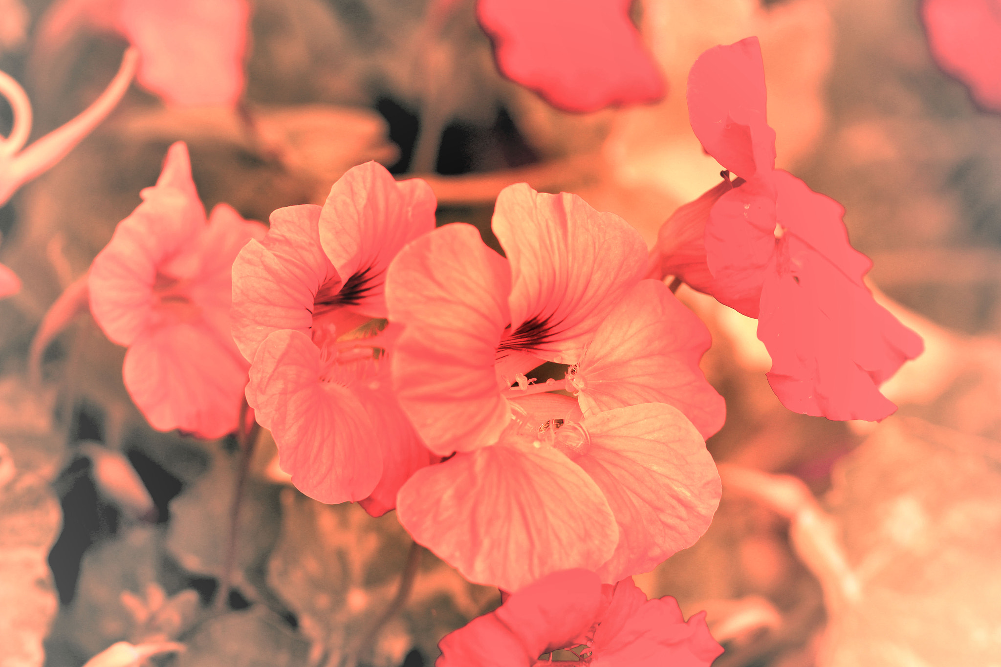 Canon EF 100mm F2.8L Macro IS USM sample photo. In the pink photography