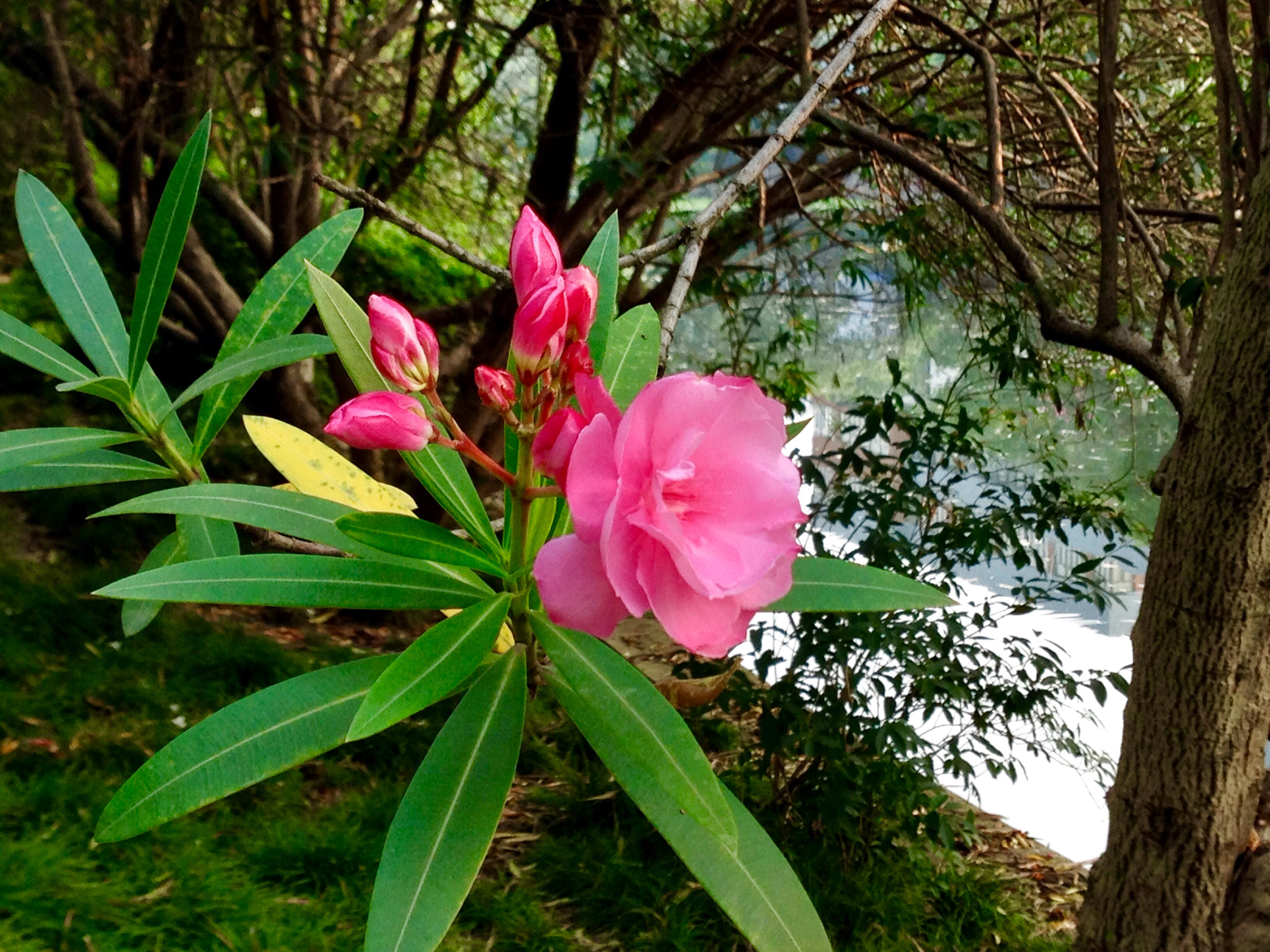 Apple iPhone5,2 sample photo. Dogbane 夹竹桃 photography