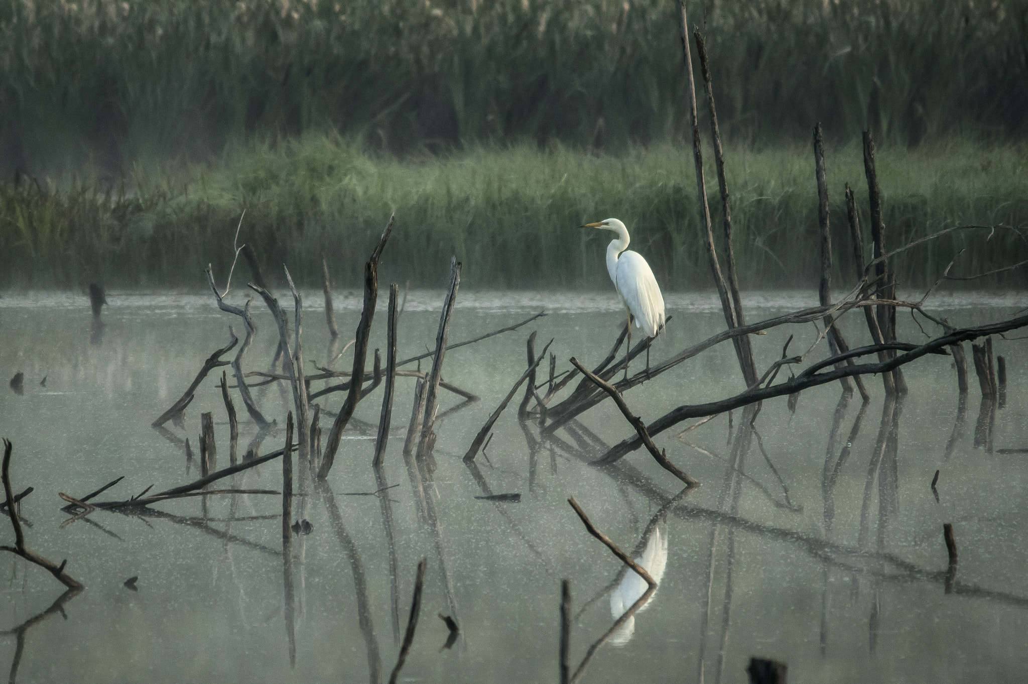 Sigma 150-500mm F5-6.3 DG OS HSM sample photo. During sunrise photography