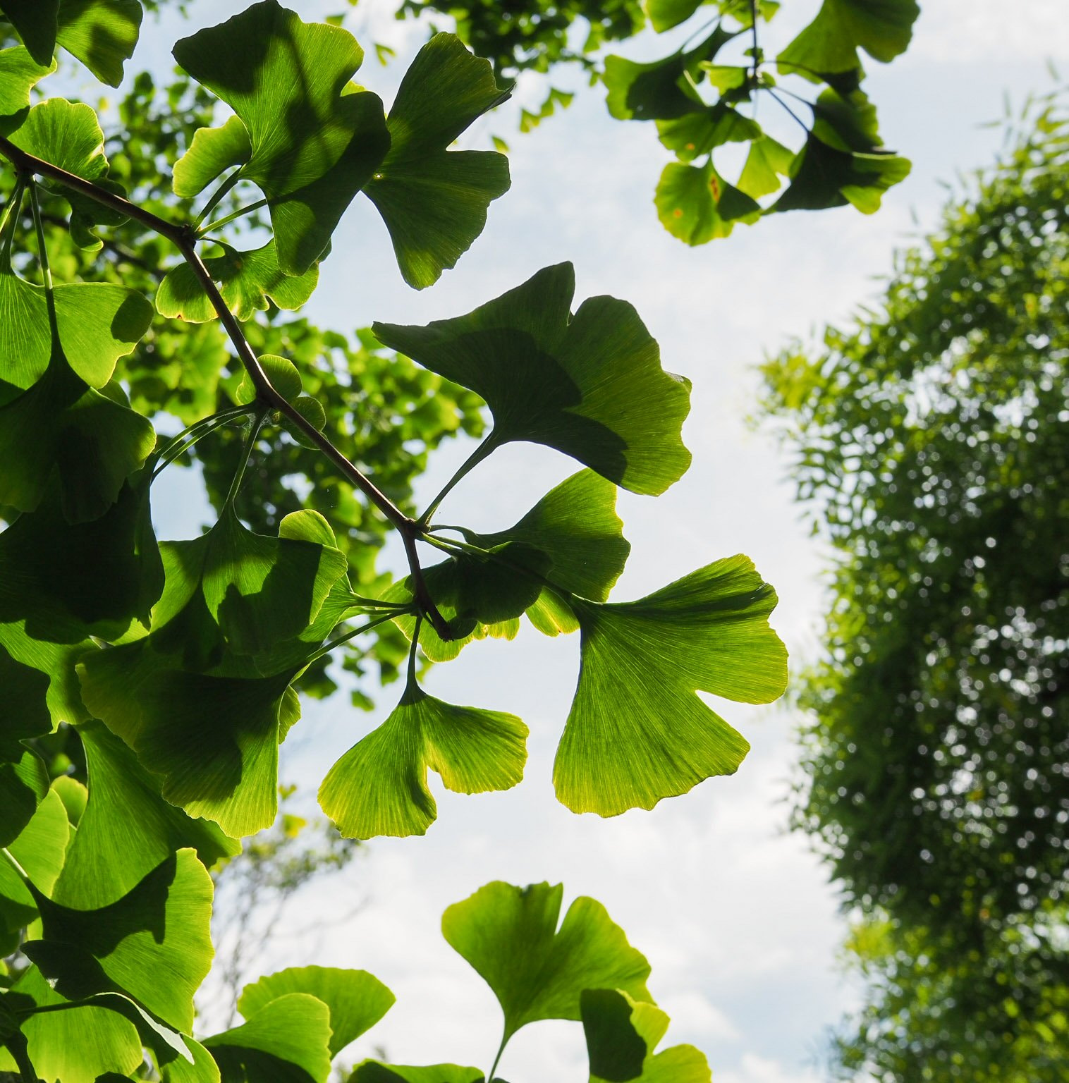 Olympus OM-D E-M10 II + Panasonic Lumix G 14mm F2.5 ASPH sample photo. Highdown gardens, worthing photography