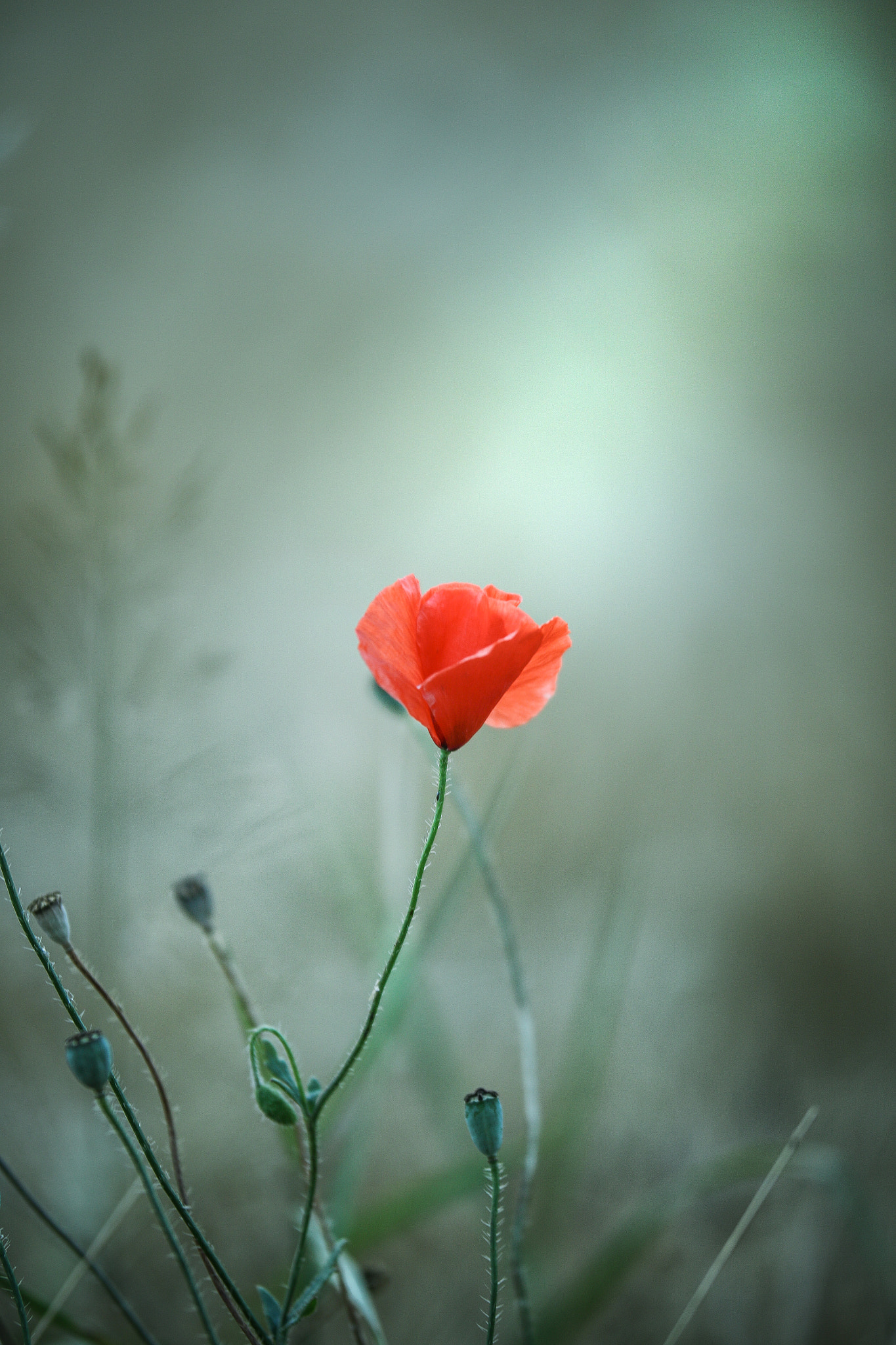 Sigma 50-100mm F1.8 DC HSM Art sample photo. Lonely photography