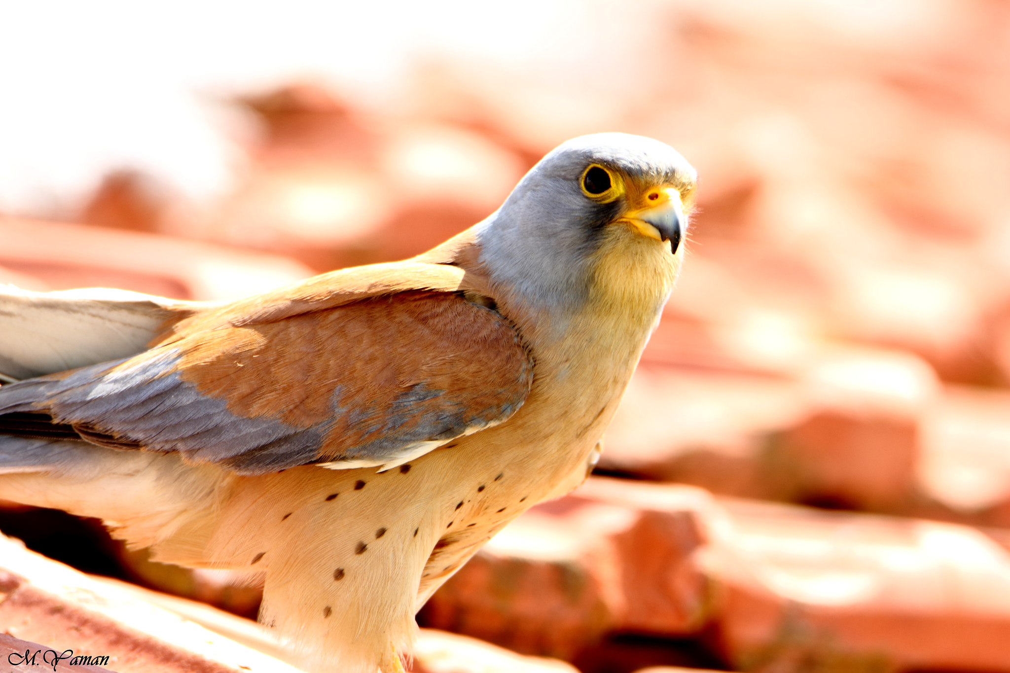 Tamron SP 150-600mm F5-6.3 Di VC USD sample photo. Küçük kerkenez - lesser kestrel photography