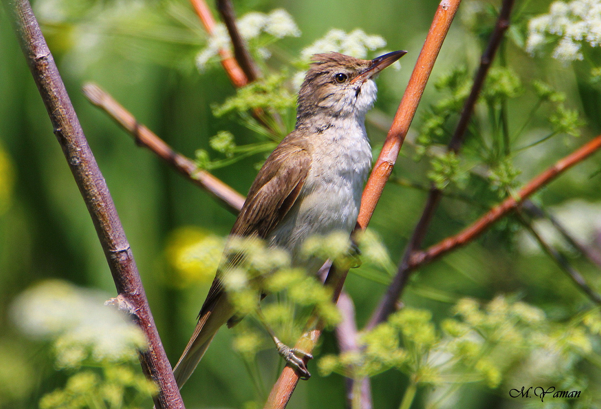 Tamron SP 150-600mm F5-6.3 Di VC USD sample photo. Büyük kamışçın - great reed warbler photography