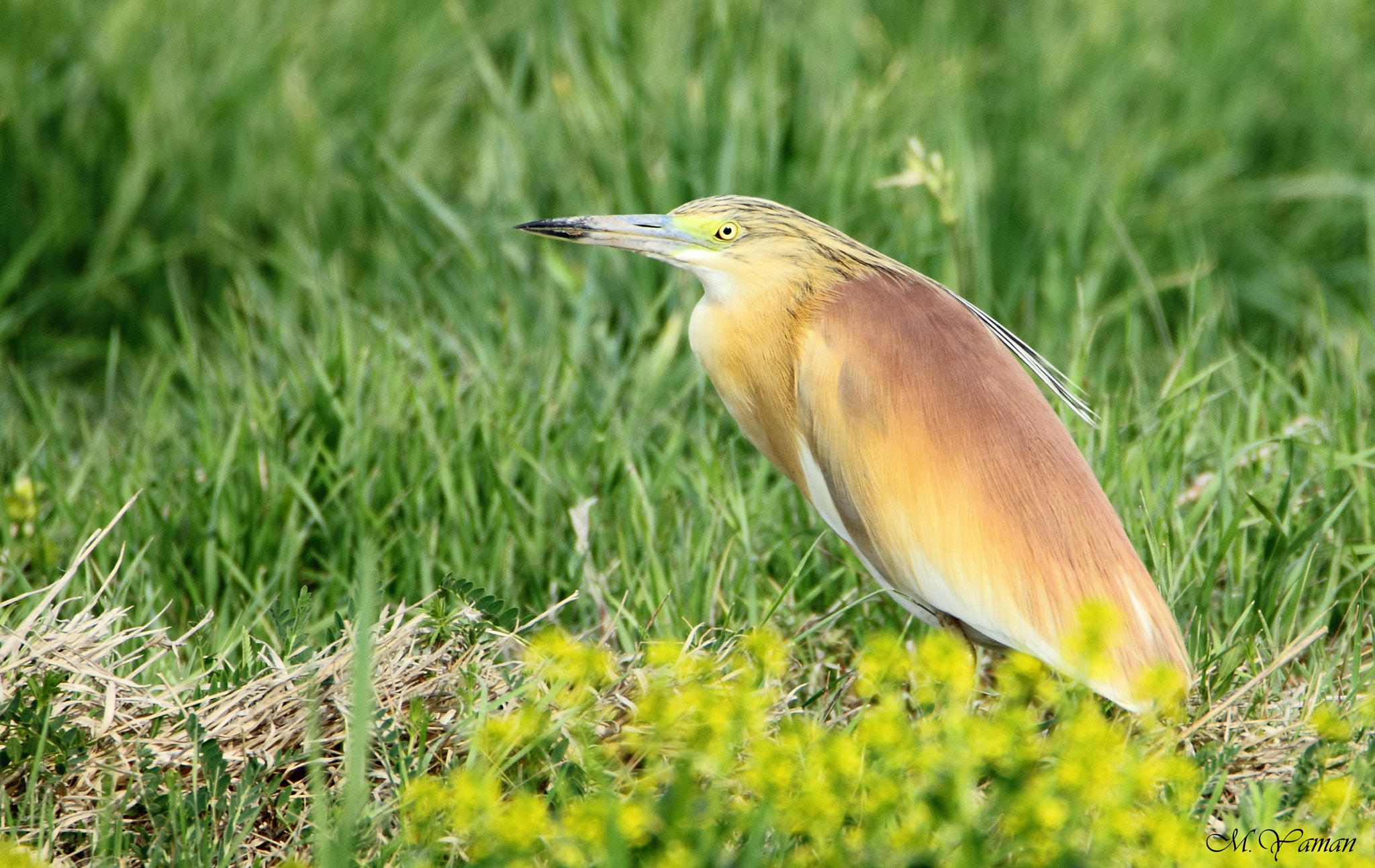 Tamron SP 150-600mm F5-6.3 Di VC USD sample photo. Alaca balıkçıl - squacco heron photography