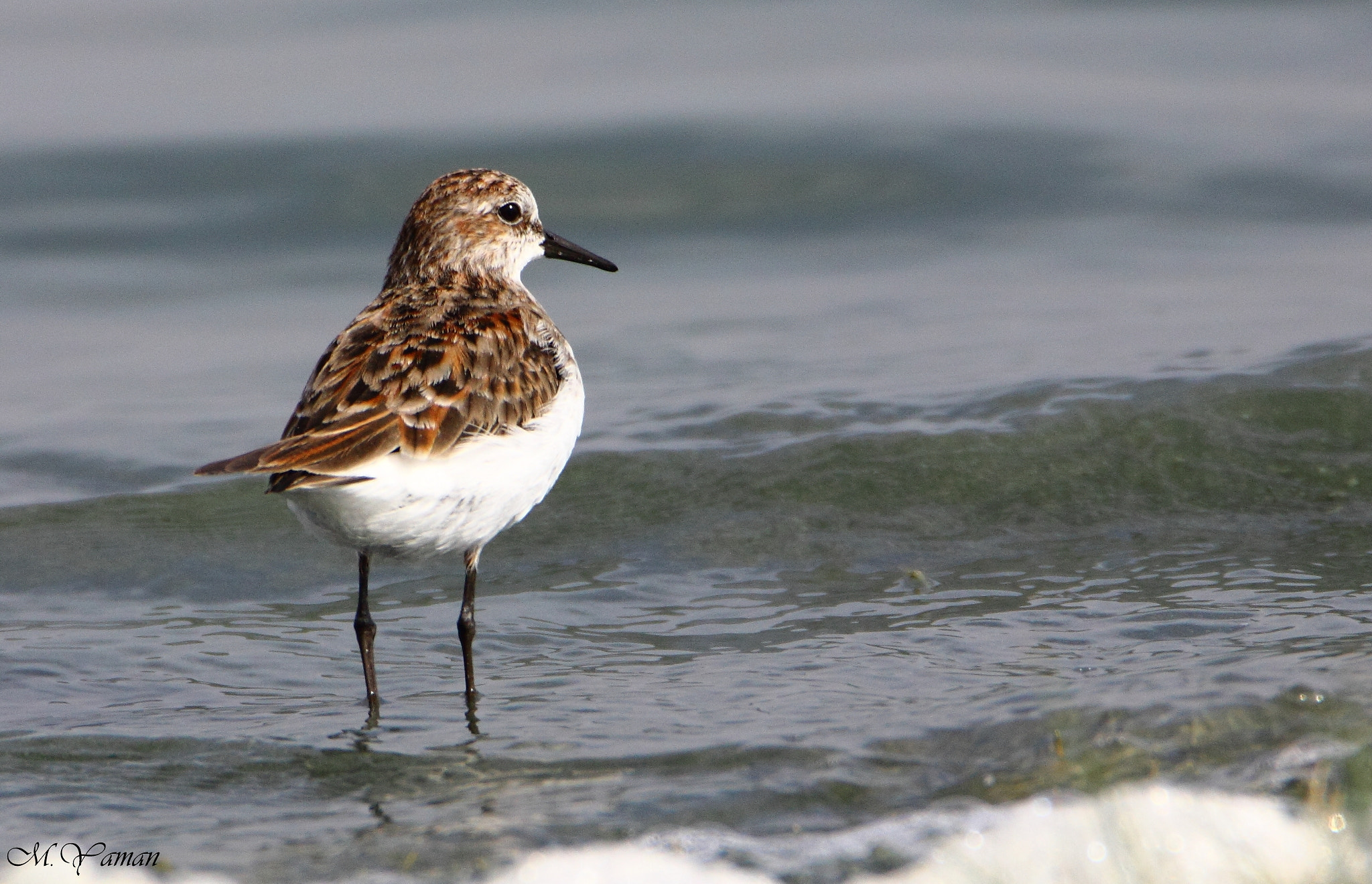 Tamron SP 150-600mm F5-6.3 Di VC USD sample photo. Küçük kumkuşu - little stint photography