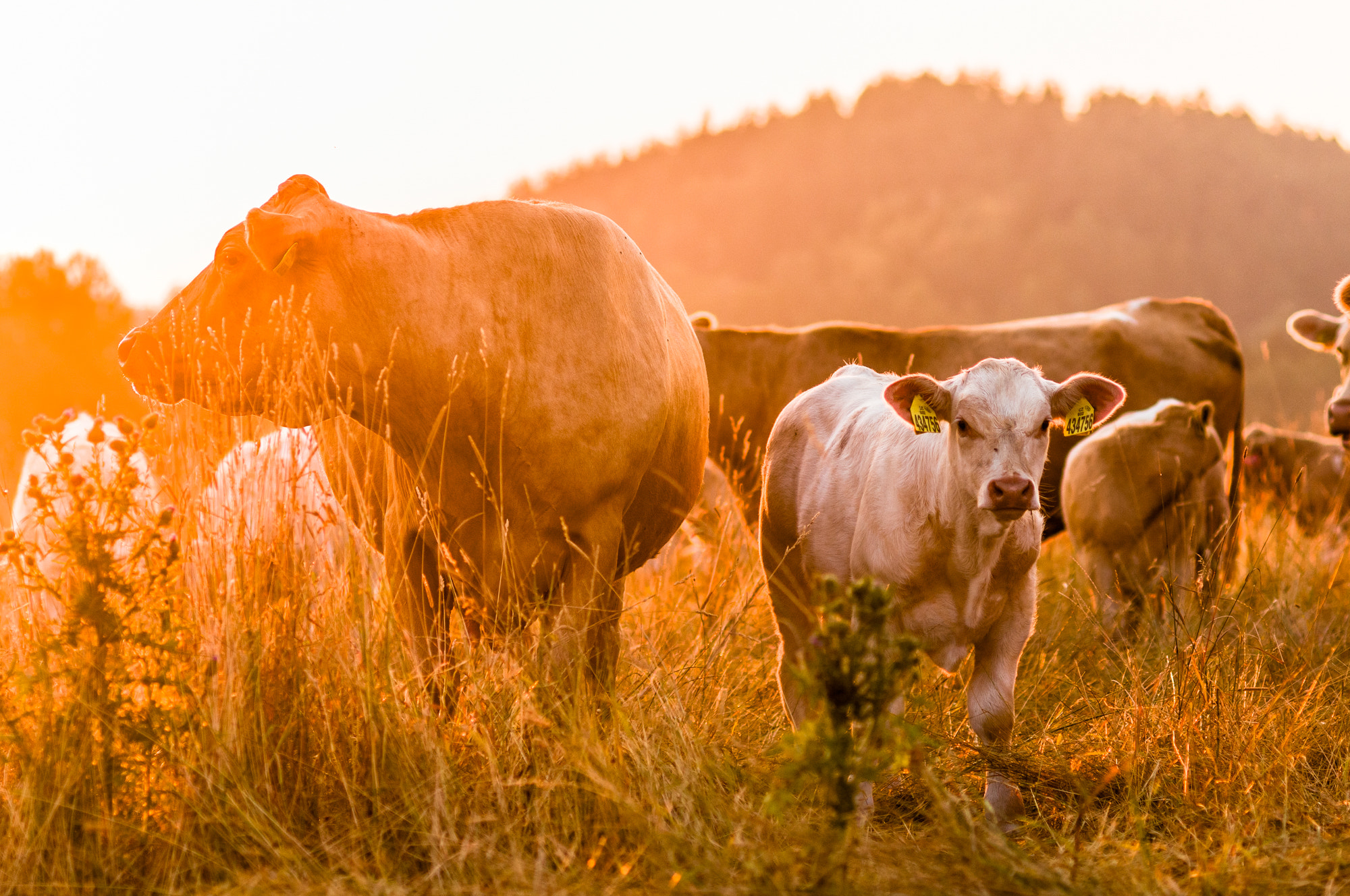 Nikon D300 + Nikon AF Nikkor 85mm F1.8D sample photo. Morning pasture photography