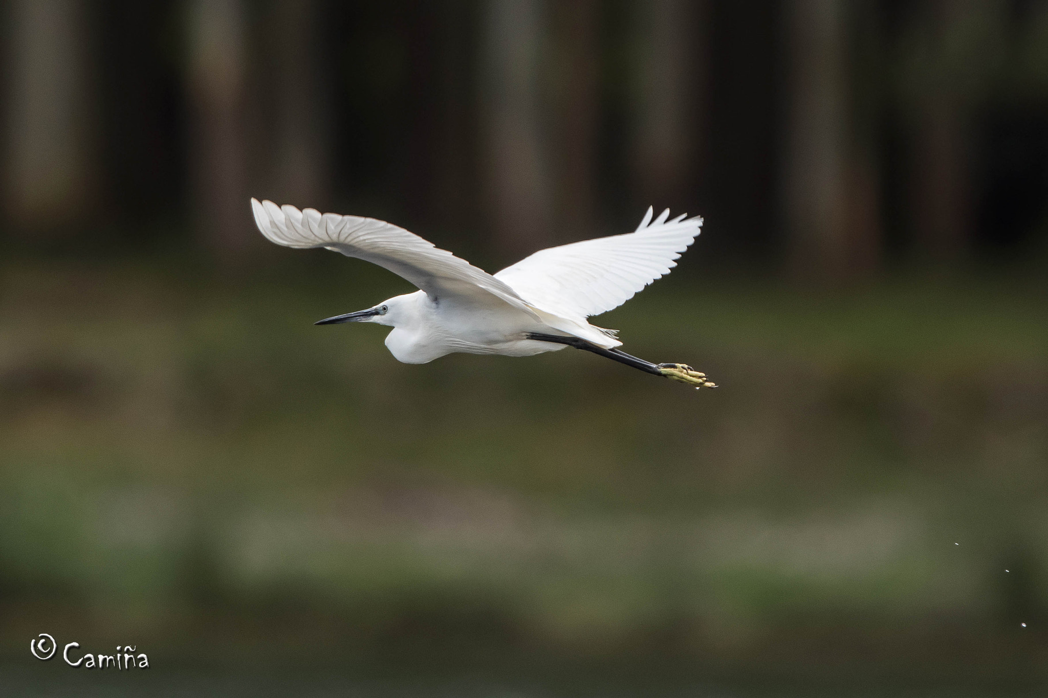 Canon EF 300mm F2.8L IS USM sample photo