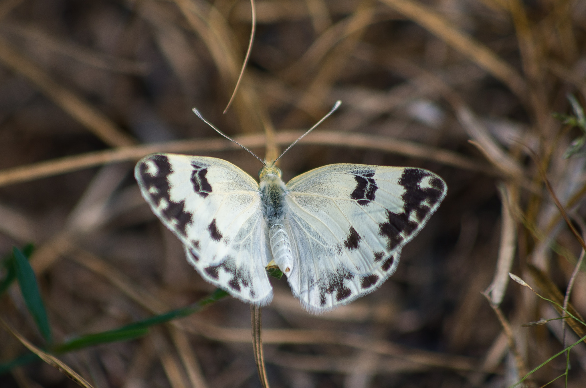 Pentax K-30 + HD Pentax DA 55-300mm F4.0-5.8 ED WR sample photo. The eastern bath white // pontia edusa photography