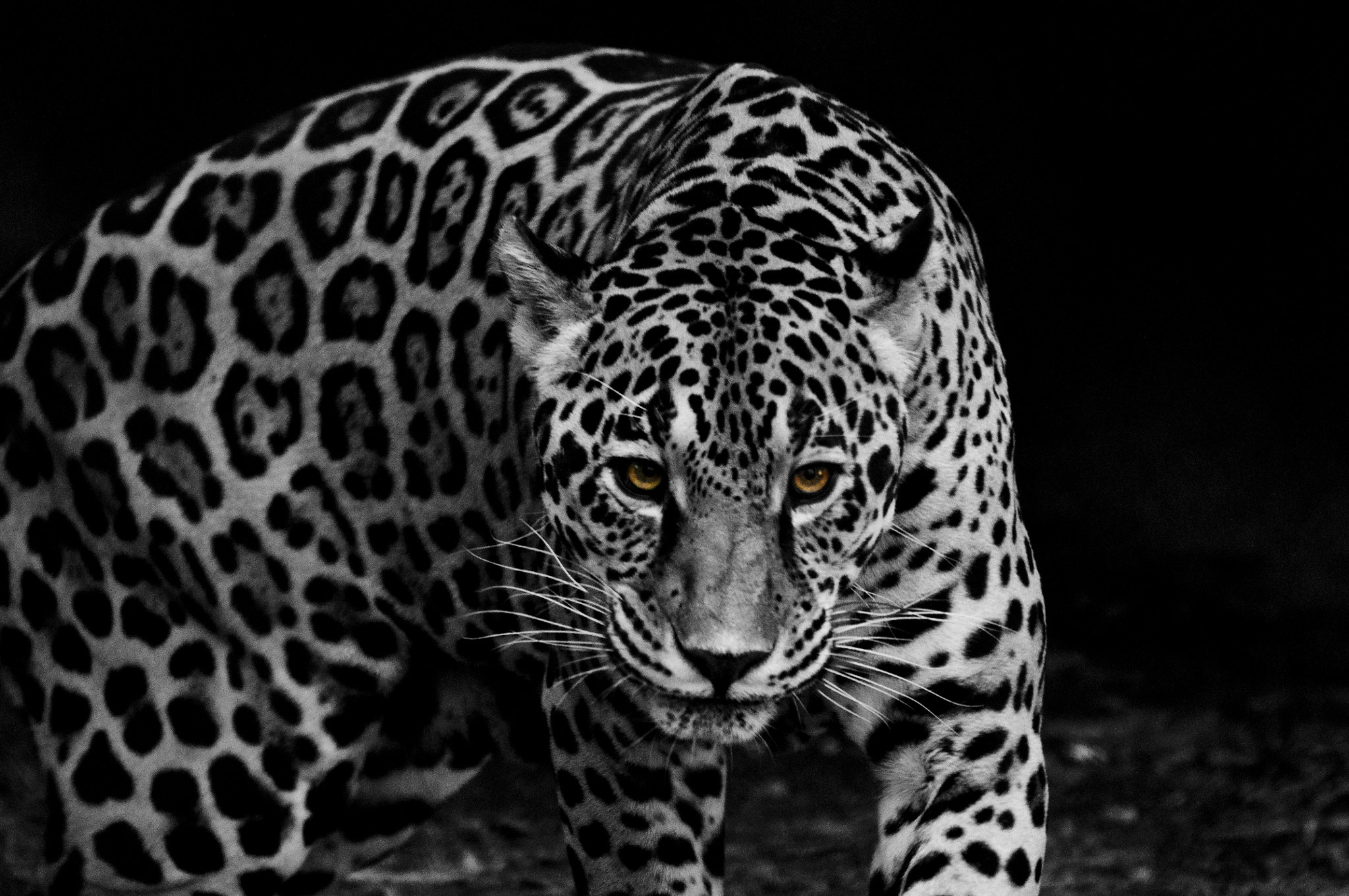 Nikon D90 + Sigma 50-500mm F4.5-6.3 DG OS HSM sample photo. Jaguar houston zoo photography