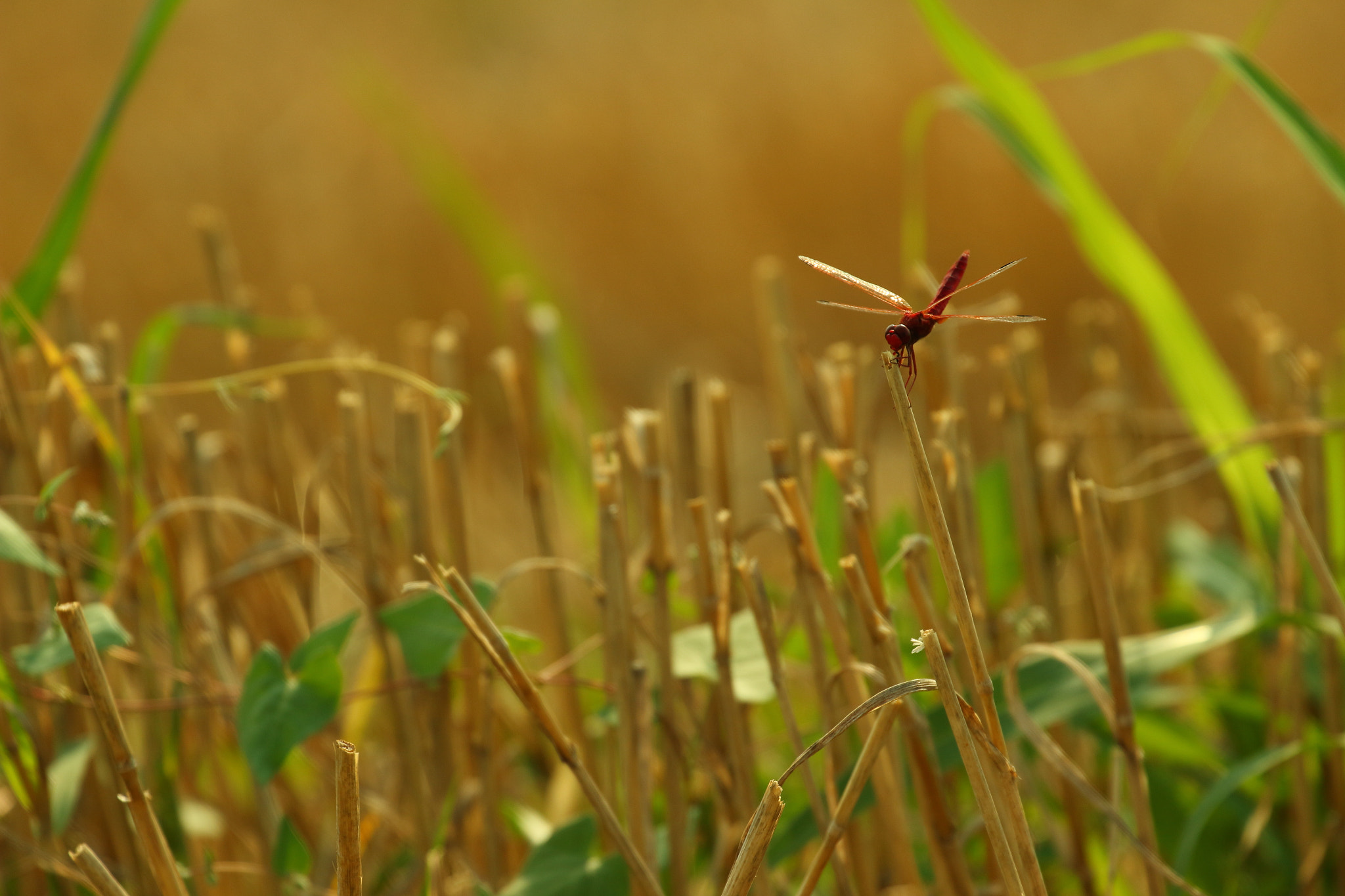 Canon EF 70-300mm F4-5.6L IS USM sample photo. Dragonfly photography