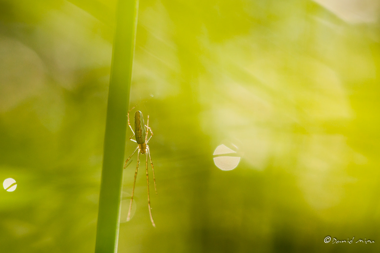 Nikon D90 + Sigma 150mm F2.8 EX DG Macro HSM sample photo. Morning dream photography