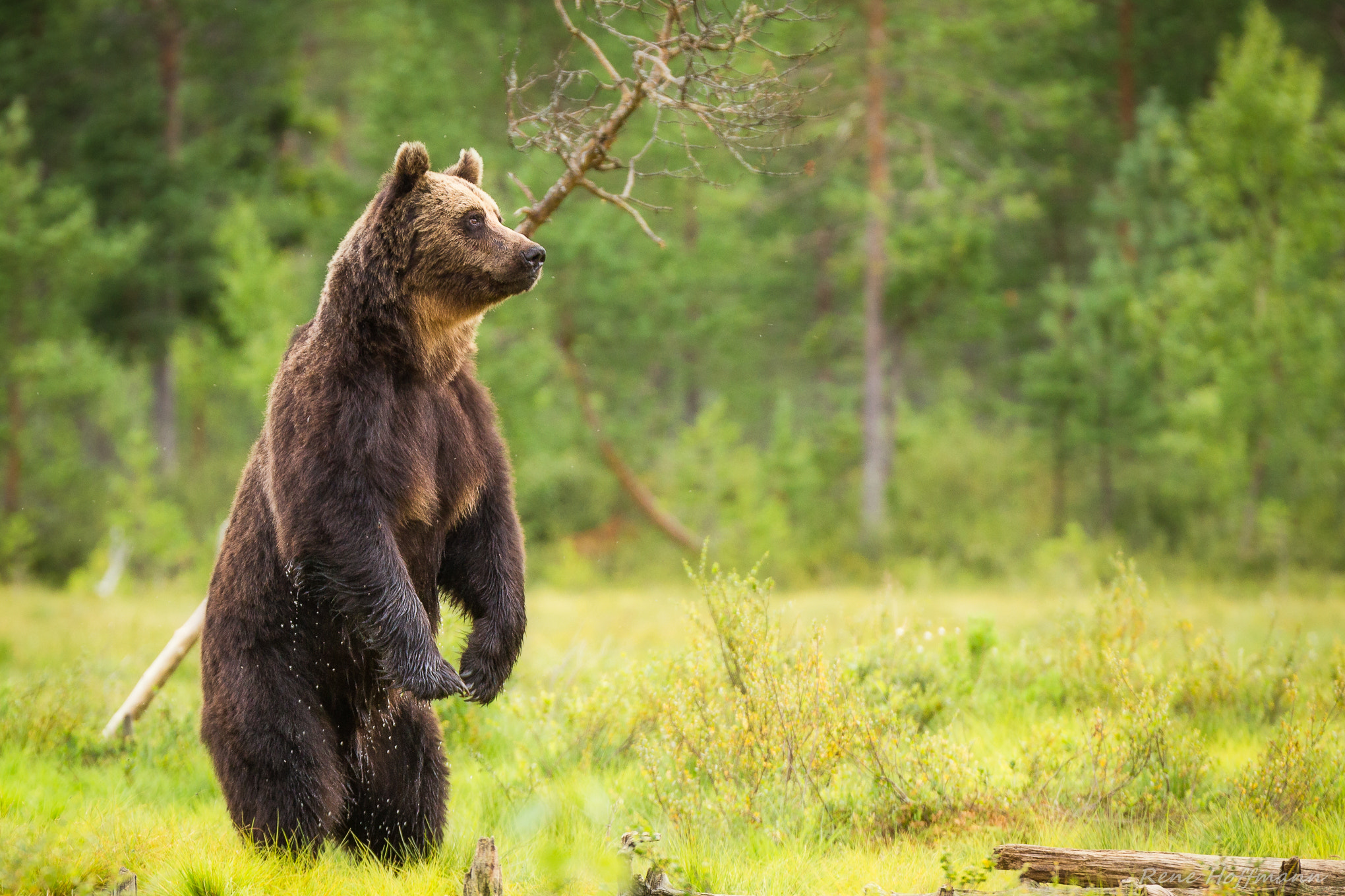 Canon EOS 6D + Canon EF 70-200mm F2.8L IS II USM sample photo. Brown bear photography