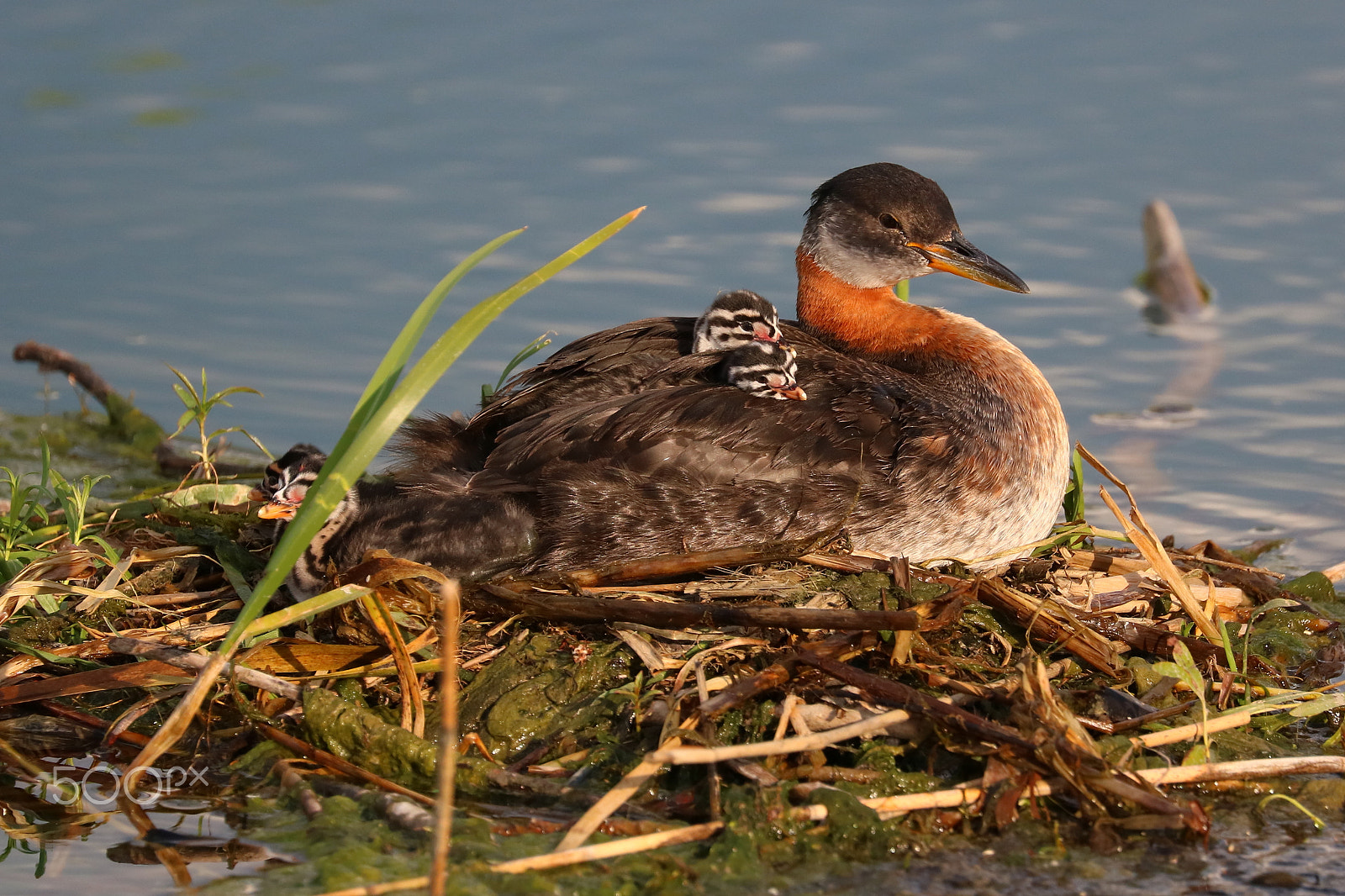 Canon EOS 760D (EOS Rebel T6s / EOS 8000D) sample photo. Red-necked grebes - 04 photography