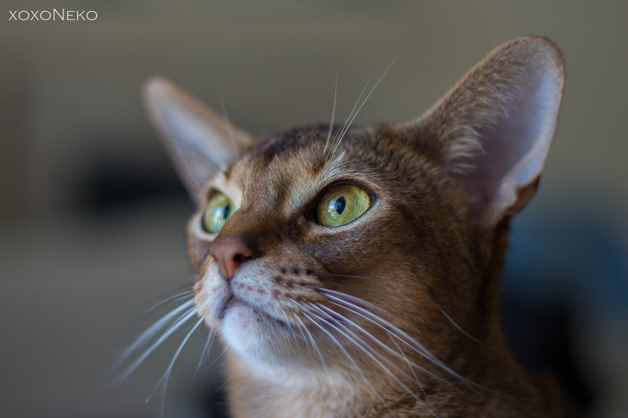 Canon EOS 650D (EOS Rebel T4i / EOS Kiss X6i) + Canon EF 50mm F1.8 II sample photo. Apollo, kitty model photography