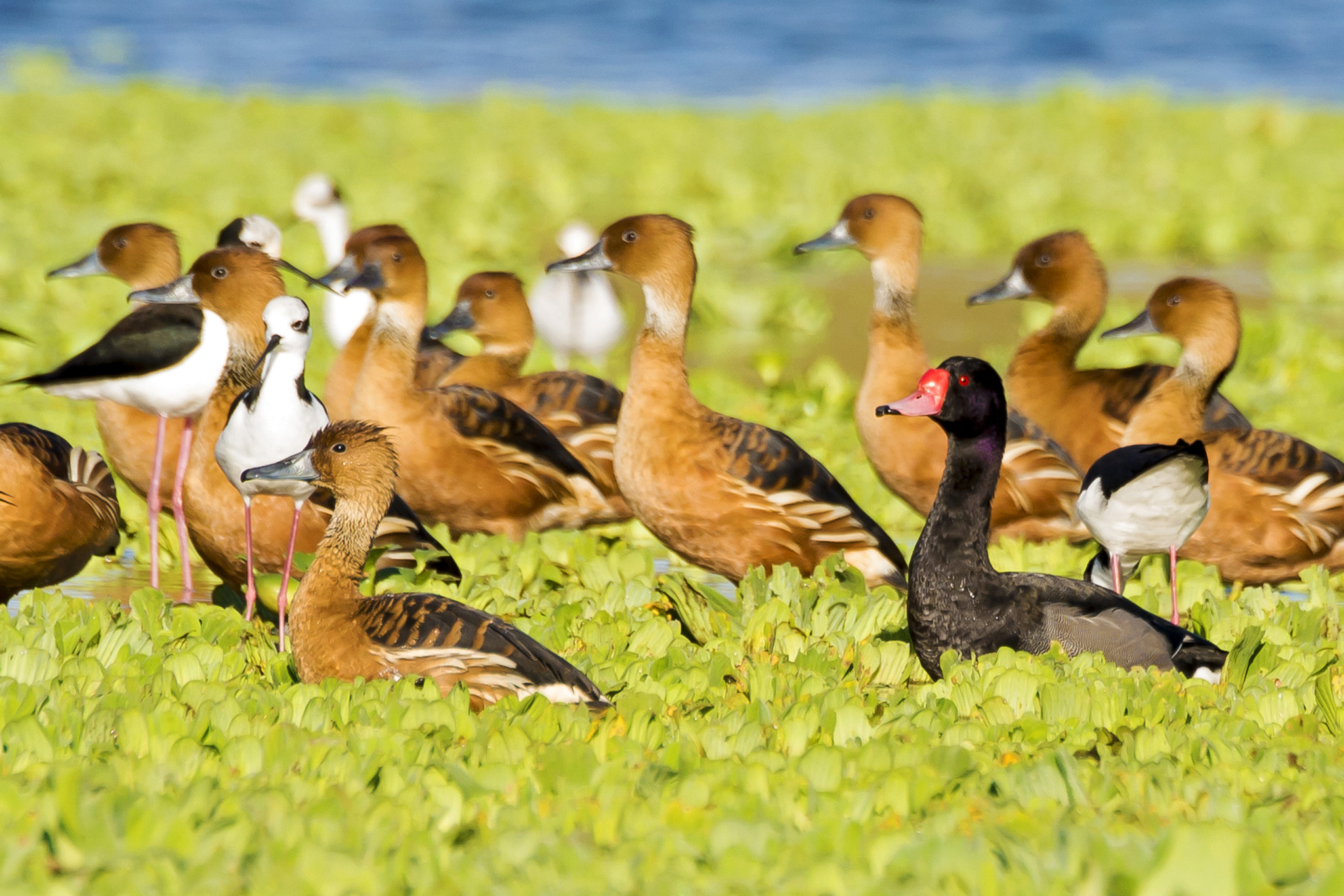 Nikon D600 sample photo. Rosy-billed pochar / fulvous whistling-duck photography